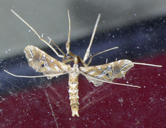 Lineodes vulnifica