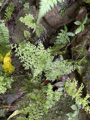 Vandenboschia maxima iNat (3)