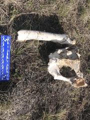 Cervus canadensis canadensis