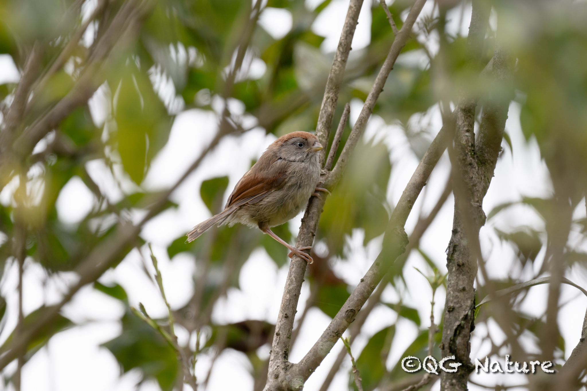 Ashy-throated Parrotbill