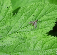 Sylvicola fenestralis