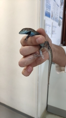 Aspidoscelis lineattissimus