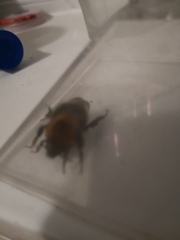 Bombus hypnorum