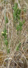 Lonicera villosa