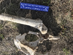 Cervus canadensis canadensis