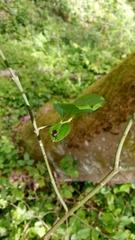 Eutomostethus ephippium