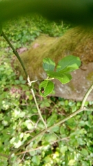 Eutomostethus ephippium