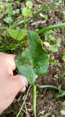 Arum maculatum