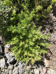 Galium andrewsii