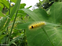Calliteara horsfieldii