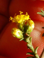 Marasmodes fasciculata