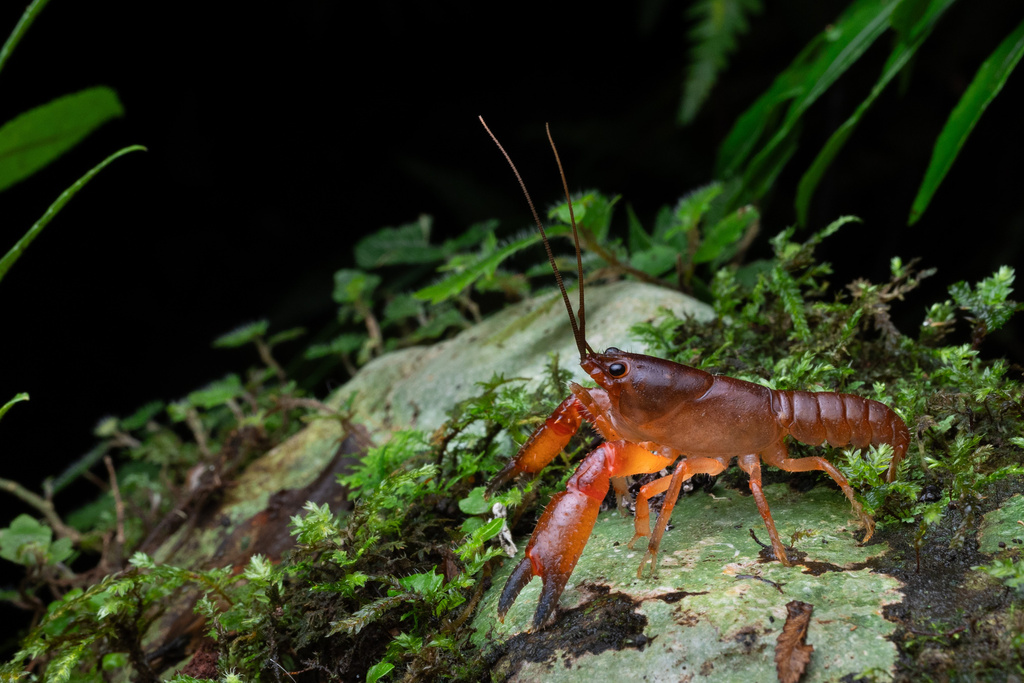 Slender Dwarf Crayfish
