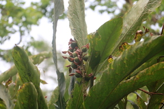 Alpinia uraiensis