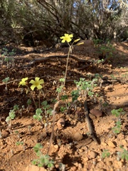 Oxalis pes-caprae sericea