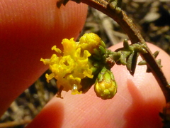 Marasmodes fasciculata