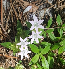 Richardia grandiflora