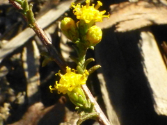 Marasmodes fasciculata