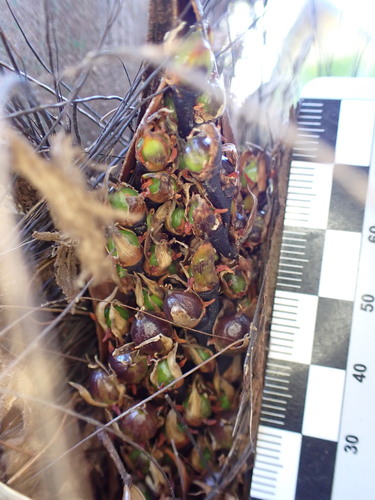Image of Ravenea louvelii by (c) Louis Aureglia, some rights reserved (CC BY)