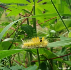 Calliteara horsfieldii