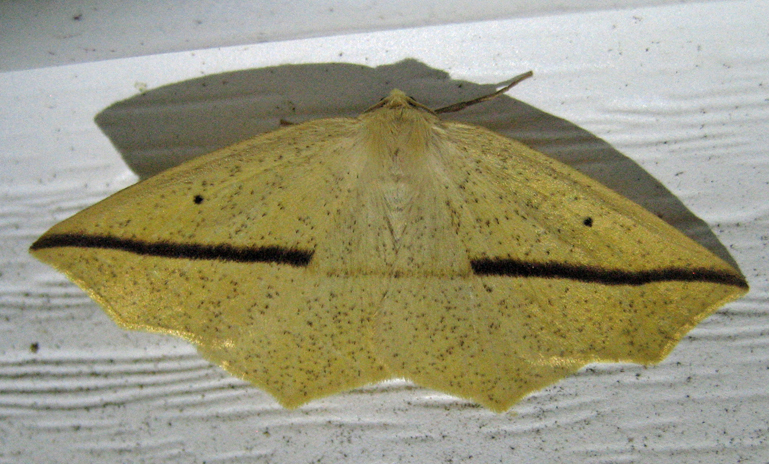 Yellow Slant-line