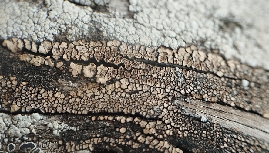 Acarospora similis