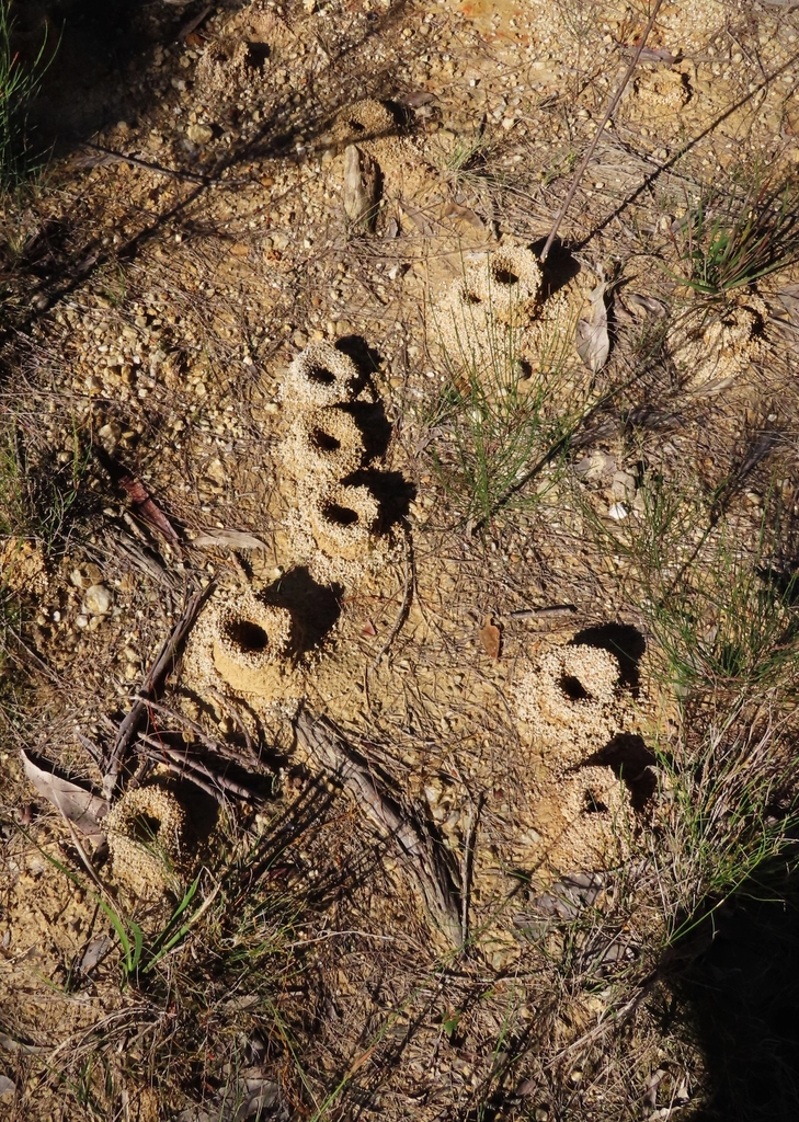 Collared Ants from Wallaga Lake NSW 2546, Australia on May 29, 2024 at ...