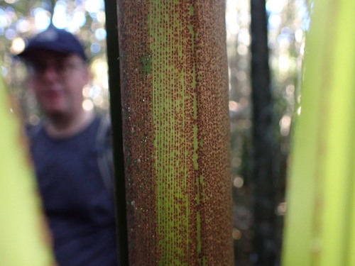 Image of Ravenea louvelii by (c) Louis Aureglia, some rights reserved (CC BY)
