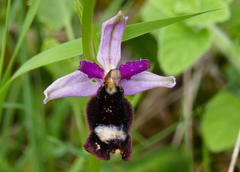 Ophrys bertolonii