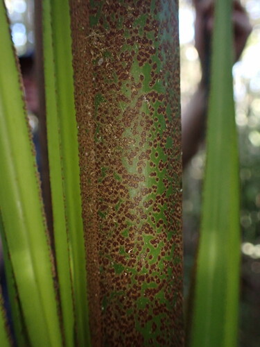 Image of Ravenea louvelii by (c) Louis Aureglia, some rights reserved (CC BY)
