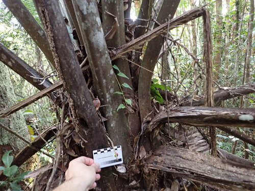 Image of Ravenea louvelii by (c) Louis Aureglia, some rights reserved (CC BY)