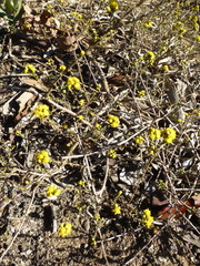 Marasmodes fasciculata