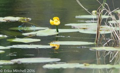 Nuphar variegata
