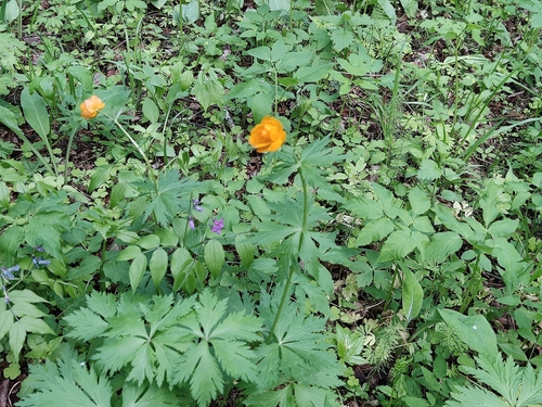 Trollius asiaticus (Trollius asiaticus)