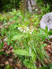 Turritis glabra