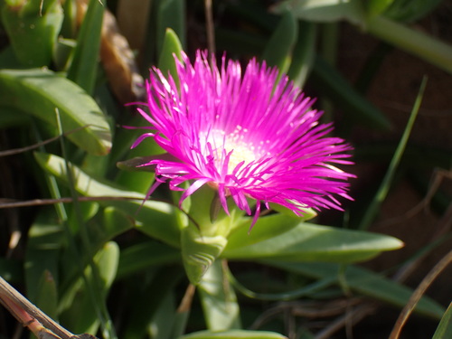 Image of Carpobrotus dimidiatus by (c) Mahomed Desai, some rights reserved (CC BY)