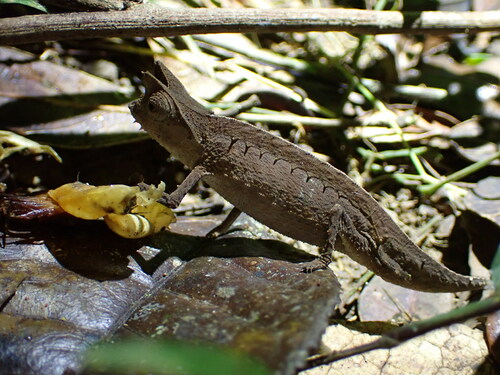 Permet Leaf Chameleon, Brookesia therezieni