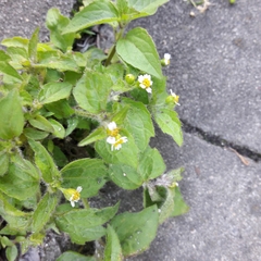 Galinsoga quadriradiata