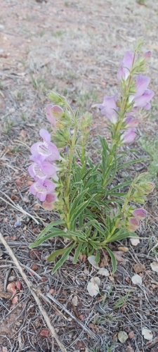 Image of Penstemon jamesii by no rights reserved