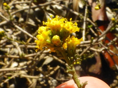 Marasmodes fasciculata