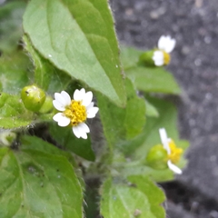 Galinsoga quadriradiata