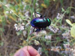 Chrysochares asiaticus