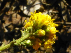 Marasmodes fasciculata