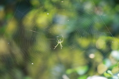 Leucauge celebesiana