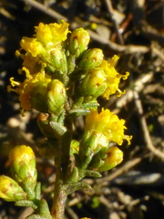 Marasmodes fasciculata