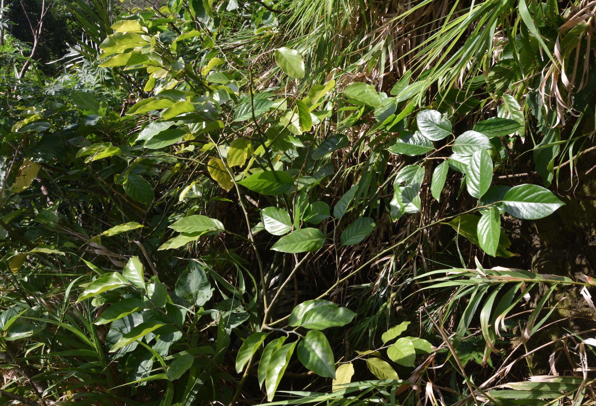 Capparis pubiflora