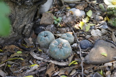 Lophophora williamsii