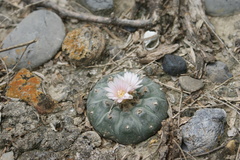 Lophophora williamsii