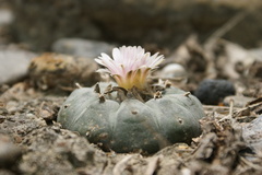 Lophophora williamsii