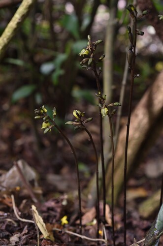 Gastrodia javanica iNat (2)