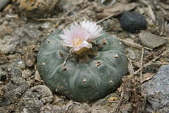 Lophophora williamsii